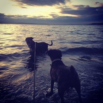 Best Coast Pet Services - Dog Walkers Near Me