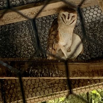 Flamingo Gardens - Barn owl in Birds of Prey exhibit - Botanical Gardens Near Me - Davie, Florida Flamingo Gardens - Barn owl in Birds of Prey exhibit - Botanical Gardens Near Me - Davie, Florida