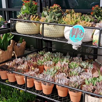 Trader Joe's - Spring floral selections. Cactus, succulents, and flowers - Grocery Near Me - Las Vegas, Nevada Trader Joe's - Spring floral selections. Cactus, succulents, and flowers - Grocery Near Me - Las Vegas, Nevada