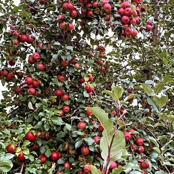 Pine Tree Apple Orchard - Apple tree - Bakeries Near Me - White Bear Lake, Minnesota Pine Tree Apple Orchard - Apple tree - Bakeries Near Me - White Bear Lake, Minnesota