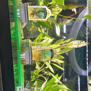 Aqua Nature Aquarium - Amazon Swords - Local Fish Stores Near Me - Bakersfield, California Aqua Nature Aquarium - Amazon Swords - Local Fish Stores Near Me - Bakersfield, California