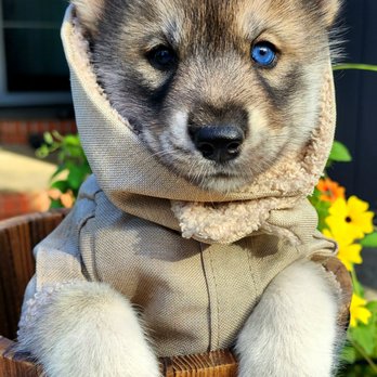 Skyler's Siberians - Pet Breeders Near Me Skyler's Siberians - Pet Breeders Near Me
