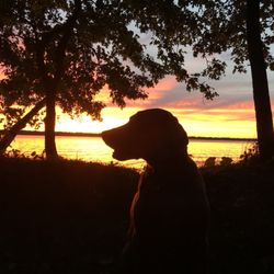 Buckhorn State Park - Sunset dog!