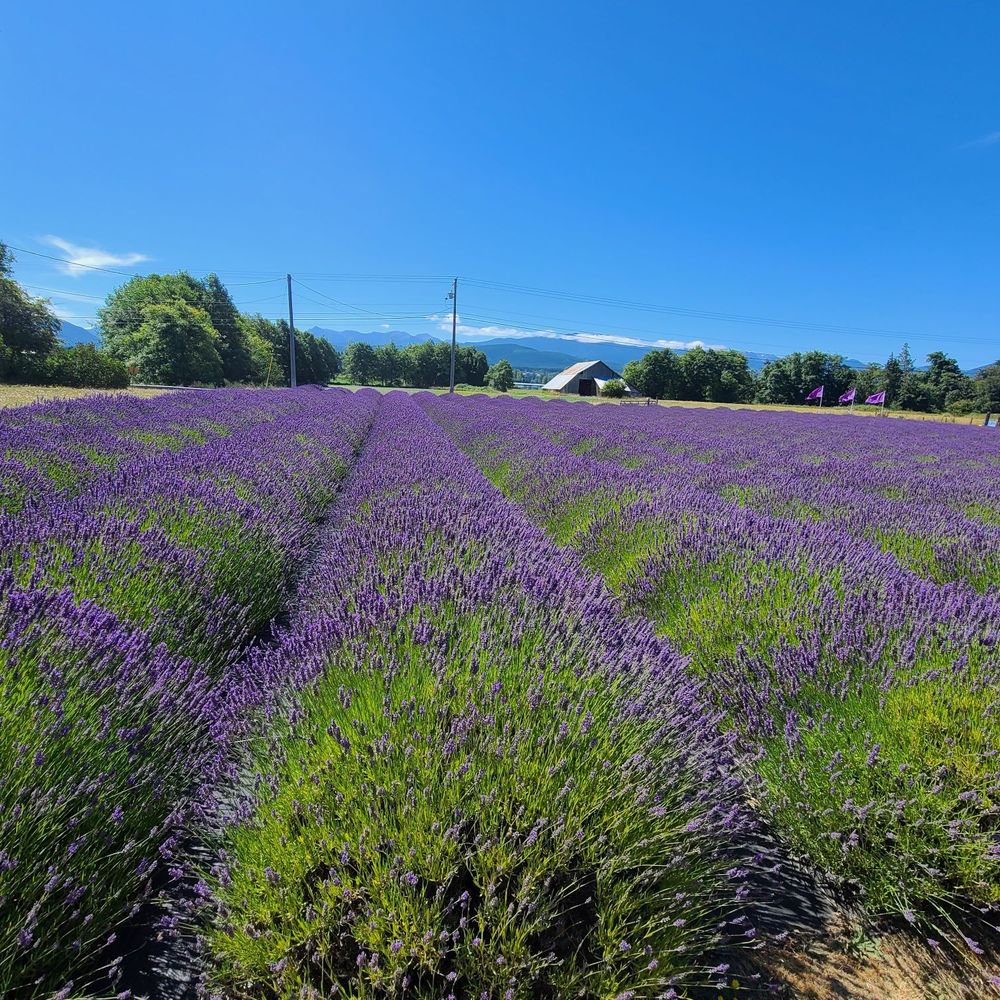 B & B Family Farm - Walking Tours Near Me - Sequim, Washington B & B Family Farm - Walking Tours Near Me - Sequim, Washington