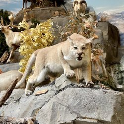 Cabela's - Mountain lion mount
