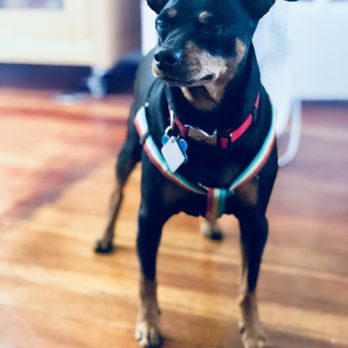 L.A. Doggers Dog Walking Service - We LOVE our client, Bo! - Dog Walkers Near Me L.A. Doggers Dog Walking Service - We LOVE our client, Bo! - Dog Walkers Near Me