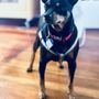 Photo of L.A. Doggers Dog Walking Service