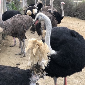 Ostrichland USA - Ostriches - Attraction Farms Near Me - Solvang, California Ostrichland USA - Ostriches - Attraction Farms Near Me - Solvang, California