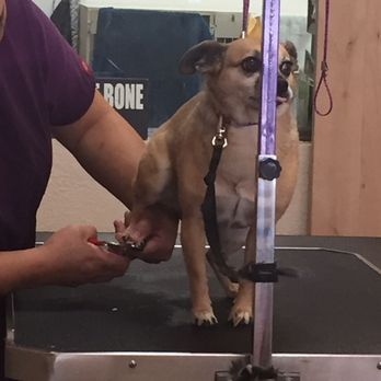 Urban Pet Spaw - Pet Groomers Near Me - El Cajon, California Urban Pet Spaw - Pet Groomers Near Me - El Cajon, California