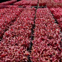 Joe's Microgreens - Microgreen Amaranth- This gorgeous produce brightens up any dish