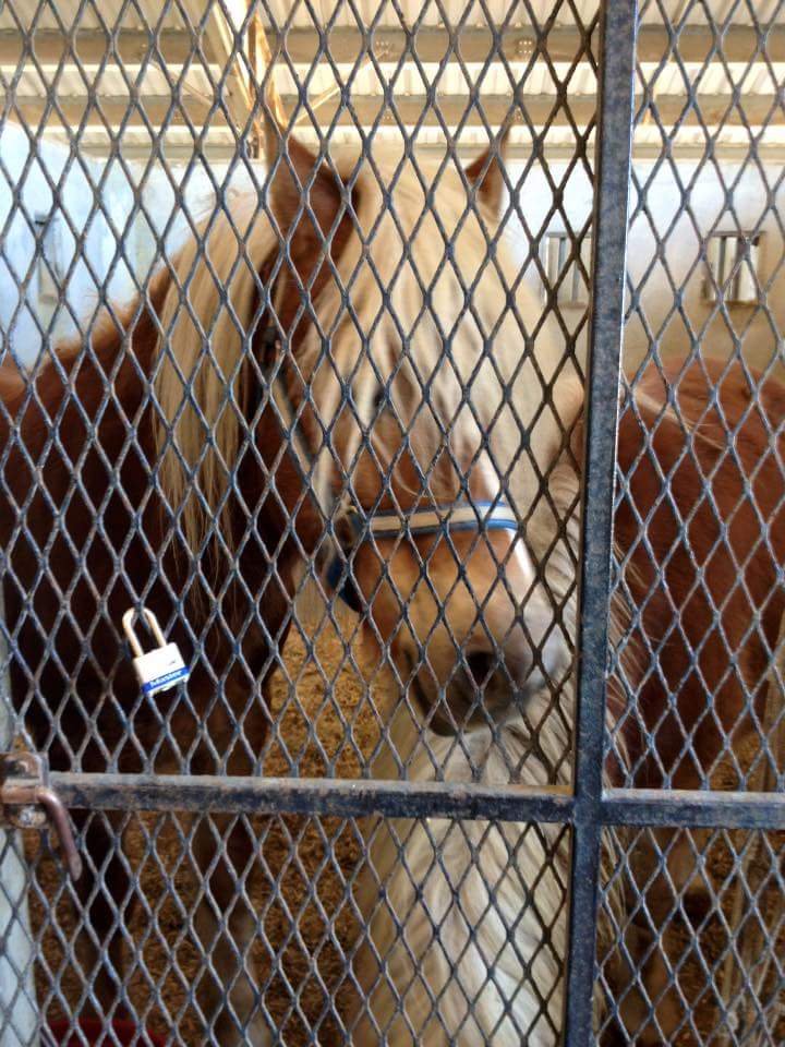 BOB THOMAS EQUESTRIAN CENTER 4800 N US Highway 301, Tampa, Florida