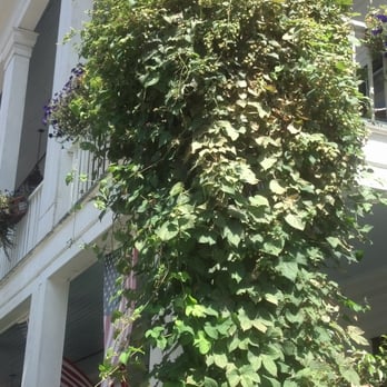 American Hotel - The hops look ready to harvest! - American Near Me - Sharon Springs, New York