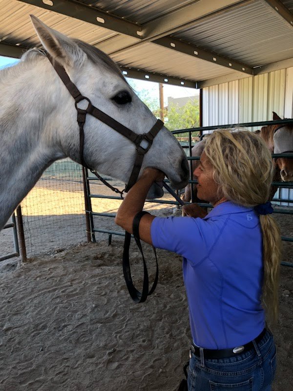HEALING HANDS EQUINE Updated September 2024 14 Photos Queen Creek, Arizona Veterinarians