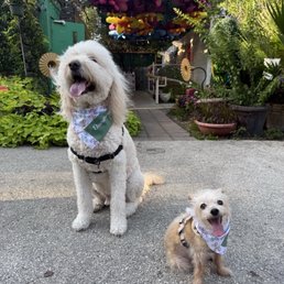 Dog friendly! Dog friendly!