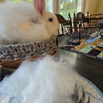 Wing and Wheel Farm - Sugarloaf is a Satin Angora - Petting Zoos Near Me - Marshall, Virginia Wing and Wheel Farm - Sugarloaf is a Satin Angora - Petting Zoos Near Me - Marshall, Virginia