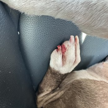A Doggies Delight - Bleeding from nail trim cut too close to fur baby's quick - Pet Groomers Near Me - Las Vegas, Nevada