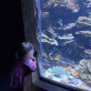 Ripley's Mirror Maze - Aquariums Near Me - Myrtle Beach, South Carolina Ripley's Mirror Maze - Aquariums Near Me - Myrtle Beach, South Carolina