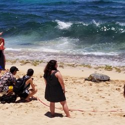 Aloha MK Tours