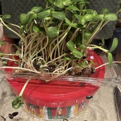 Pike Central Farm Market - Sunflower microgreens ($10 for the small) from Metro Microgreens