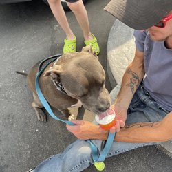 The Frozen Boulder - Yorktown - Pup enjoying the pup cup