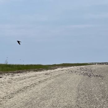 Provincetown Causeway - A cluster of little birds gather along the shore - Hiking Near Me - Provincetown, Massachusetts