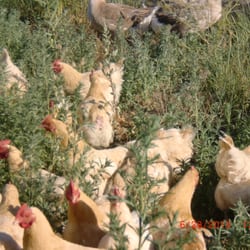 CA Bull Elk Ranch - Our free range hens.