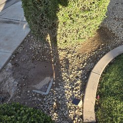 Ivy Tree Service