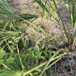 Big Slough Preserve - Flowering saw palmetto (as opposed to the similarly foliaged trees that are cabbage palms).
