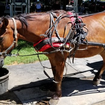 Abe's Buggy Rides - Tours Near Me - Bird In Hand, Pennsylvania Abe's Buggy Rides - Tours Near Me - Bird In Hand, Pennsylvania