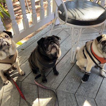 The Raintree Restaurant - Pet friendly! - American Near Me - Saint Augustine, Florida