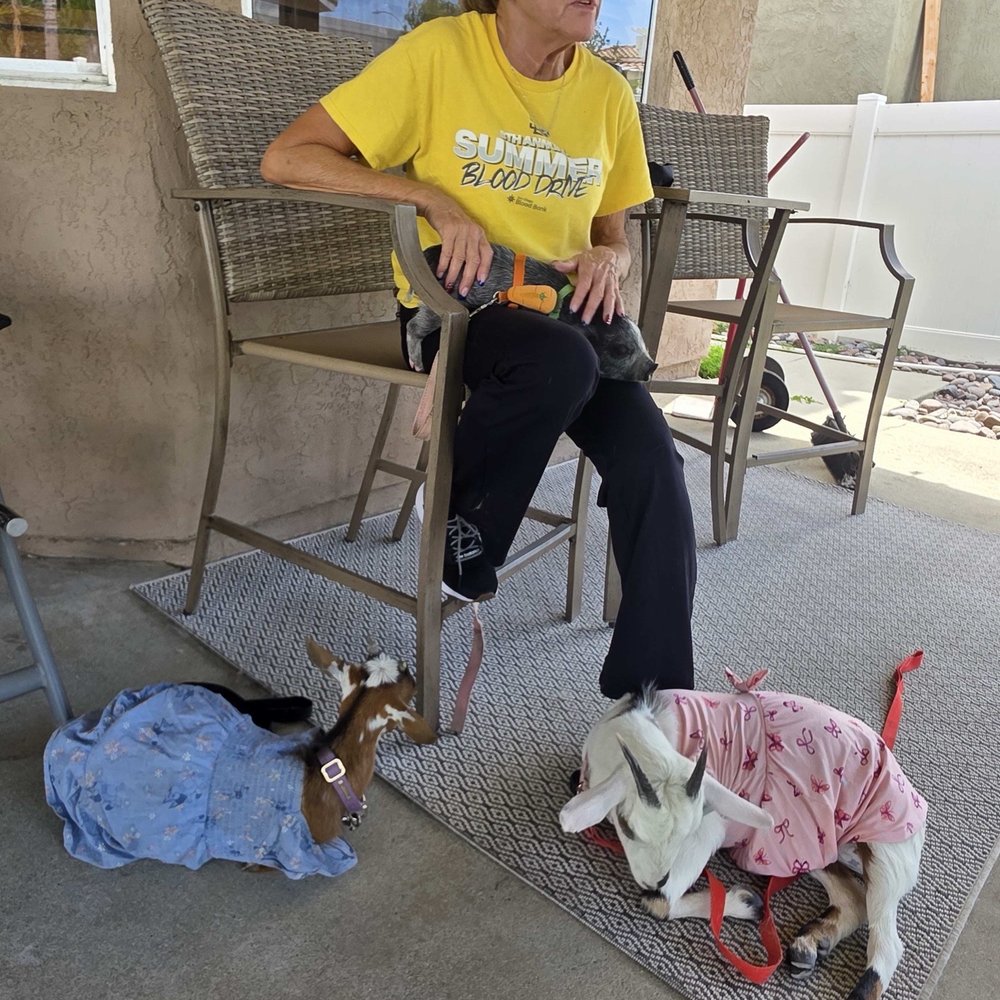 Emoti Goatie - Goats person - Animal Assisted Therapy Near Me - Hemet, California Emoti Goatie - Goats person - Animal Assisted Therapy Near Me - Hemet, California