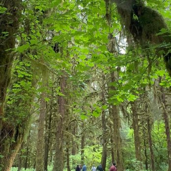 Hoh Rainforest - Rees's Roots - Hall Of Mosses Trail - Hoh Rain Forest - Olympic National Park Washington - Hiking Near Me - Forks, Washington