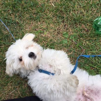 Pitty Paws Pet Care - He says I give the best belly rubs - Dog Walkers Near Me - Newark, New Jersey Pitty Paws Pet Care - He says I give the best belly rubs - Dog Walkers Near Me - Newark, New Jersey