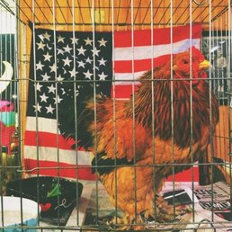 Henry Rizzo, the coolest cat (rooster) in town. Also patriotic af.