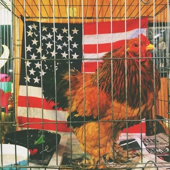 Rick Walker's - Henry Rizzo, the coolest cat (rooster) in town. Also patriotic af. - Used, Vintage & Consignment Near Me - Boston, Massachusetts