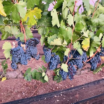 Vineyard Grant James - Sangiovese grapes on the evening of Harvest 2025 (September) - Wineries Near Me - Ramona, California Vineyard Grant James - Sangiovese grapes on the evening of Harvest 2025 (September) - Wineries Near Me - Ramona, California