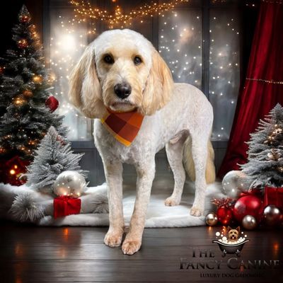 THE FANCY CANINE GROOMING BY AMIE - Updated June 2026 - 22 Photos - 235 ...