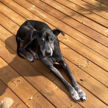 Prestigious Pets - Pet Sitting Near Me Prestigious Pets - Pet Sitting Near Me