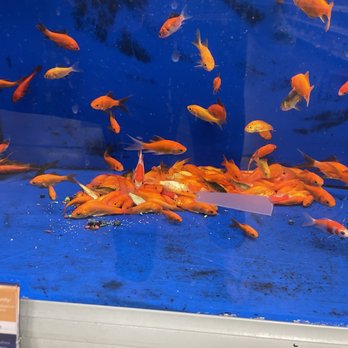 PetSmart - Dead fish in all the tanks - Pet Stores Near Me - San Leandro, California PetSmart - Dead fish in all the tanks - Pet Stores Near Me - San Leandro, California