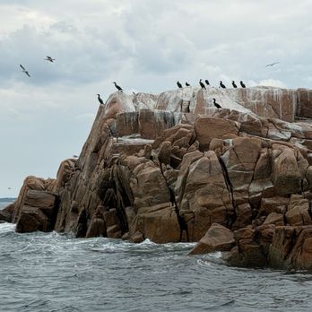 Island Cruises - Cormorants on a rock island in Bass Harbor. - Boating Near Me - Bass Harbor, Maine