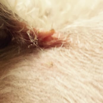 Pecos Pet Groomer - The other cut under his arm. - Pet Groomers Near Me - Las Vegas, Nevada Pecos Pet Groomer - The other cut under his arm. - Pet Groomers Near Me - Las Vegas, Nevada