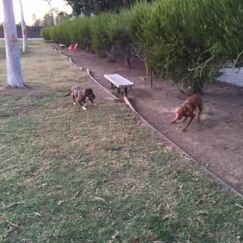 Costa Mesa Bark Park - Sakè vs. Opie. Brindle vs. Ginger. - Dog Parks Near Me - Costa Mesa, California Costa Mesa Bark Park - Sakè vs. Opie. Brindle vs. Ginger. - Dog Parks Near Me - Costa Mesa, California