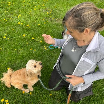 Dogease Puppy & Dog Training - Marg has a way with dogs! - Pet Training Near Me Dogease Puppy & Dog Training - Marg has a way with dogs! - Pet Training Near Me