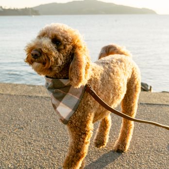 Shampooch Dog Salon - Pet Groomers Near Me - Sausalito, California