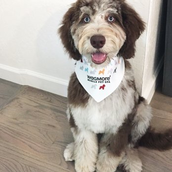 Wagmore Mobile Pet Spa - Pet Groomers Near Me