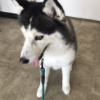 Happy Tails Pet Grooming - Pet Groomers Near Me - Hemet, California Happy Tails Pet Grooming - Pet Groomers Near Me - Hemet, California