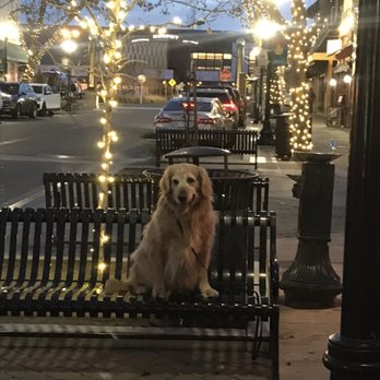 Dog's Choice Training and Behavior - Mika Downtown! - Pet Training Near Me - Auburn, New Hampshire