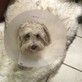 Trupanion - Getting over surgery. - Pet Insurance Near Me - Seattle, Washington Trupanion - Getting over surgery. - Pet Insurance Near Me - Seattle, Washington