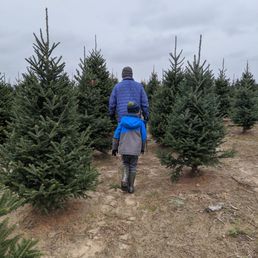 Which Fraser fir to choose? Which Fraser fir to choose?