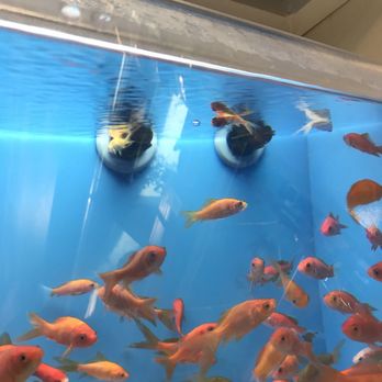 PetSmart - Pet Training Near Me - Rensselaer, New York PetSmart - Pet Training Near Me - Rensselaer, New York